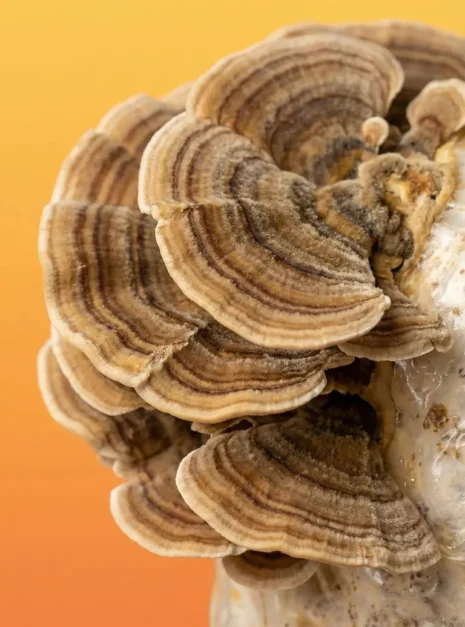 COADA DE CURCAN CIUPERCA COADA DE CURCAN CIUPERCA