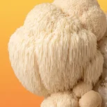 Coama leului apropiere