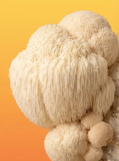 Coama leului apropiere Coama leului apropiere