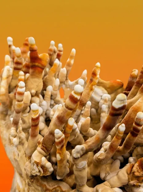 REISHI Ciuperca reshi